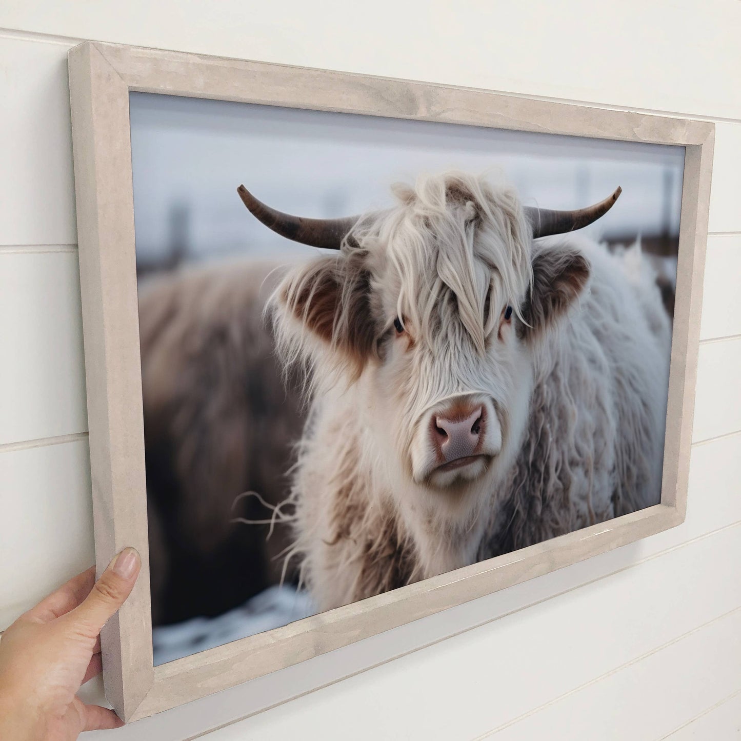 White Highland Cow Framed Photo *In-Store Pickup Only